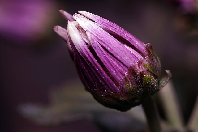 دانلود رایگان عکس گیاه گل جوانه داوودی برای ویرایش با ویرایشگر تصویر آنلاین رایگان GIMP