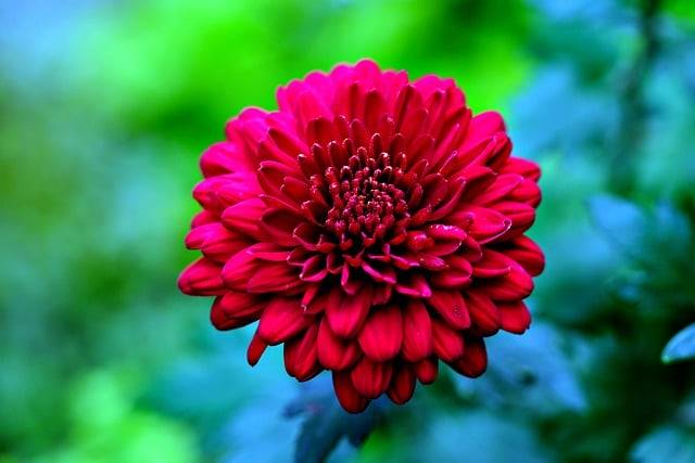 मुफ्त डाउनलोड गुलदाउदी फूल का पौधा - GIMP ऑनलाइन छवि संपादक के साथ संपादित की जाने वाली मुफ्त तस्वीर या तस्वीर