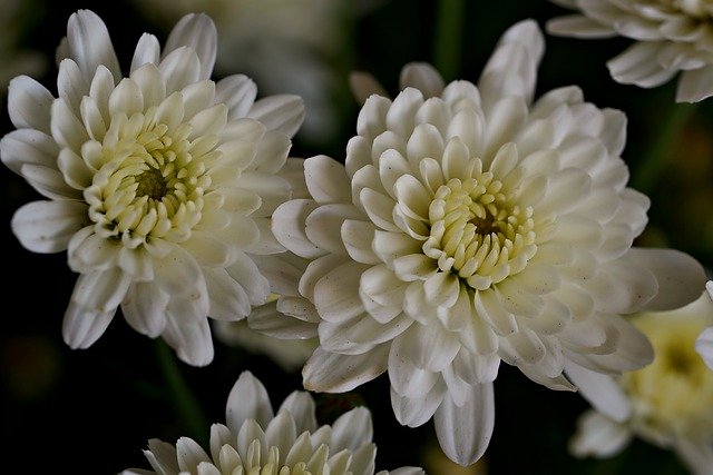 Free download chrysanthemum flowers plant bloom free picture to be edited with GIMP free online image editor