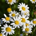 Chrysanthemum garden  screen for extension Chrome web store in OffiDocs Chromium