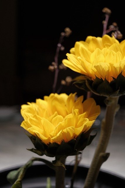 Free download chrysanthemum plant flowers botany free picture to be edited with GIMP free online image editor