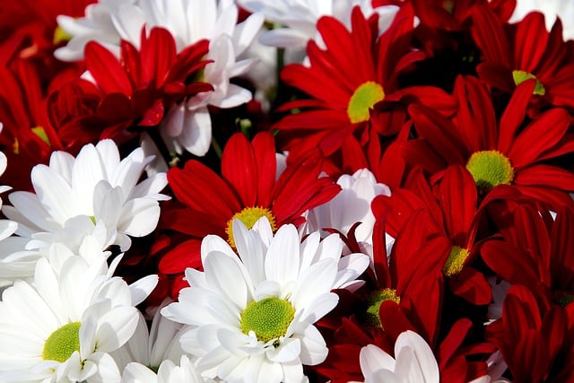 Téléchargement gratuit d'une image gratuite de chrysanthèmes, fleurs, plantes à modifier avec l'éditeur d'images en ligne gratuit GIMP