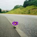 Chrysanthemums growing on the the highway wallpaper  screen for extension Chrome web store in OffiDocs Chromium