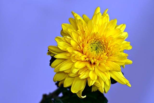 Descargue gratis la imagen gratuita del jardín de flores amarillas de crisantemo para editar con el editor de imágenes en línea gratuito GIMP