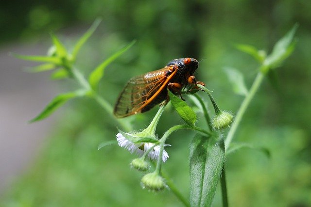 قم بتنزيل صورة مجانية Cicada flower trail magicicada ليتم تحريرها باستخدام محرر الصور المجاني عبر الإنترنت GIMP