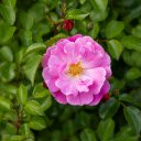 Cinnamon Roses  screen for extension Chrome web store in OffiDocs Chromium