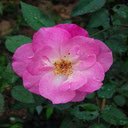 Cinnamon Rose Wallpaper  screen for extension Chrome web store in OffiDocs Chromium