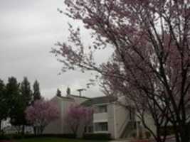 Free download Citrus Heights (Random, 2001) free photo or picture to be edited with GIMP online image editor