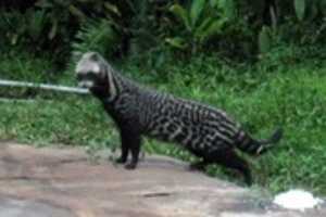 Free download Civet Big free photo or picture to be edited with GIMP online image editor