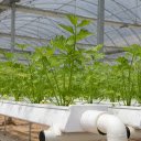 Clean vegetable technology  screen for extension Chrome web store in OffiDocs Chromium