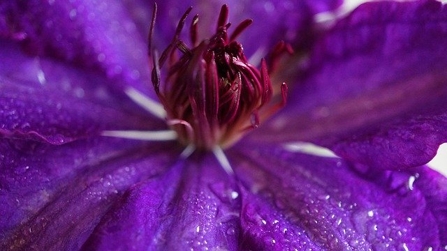 ດາວໂຫລດຟຣີ clematis ດອກສີມ່ວງ violet ສີບົວຮູບພາບຟຣີທີ່ຈະແກ້ໄຂດ້ວຍ GIMP ບັນນາທິການຮູບພາບອອນໄລນ໌ຟຣີ