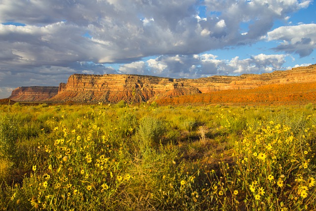 Free download cliffs flowers field meadow free picture to be edited with GIMP free online image editor