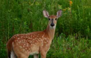 Free download clifton-springs-2016-08-29-lannon free photo or picture to be edited with GIMP online image editor