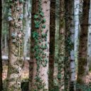 Climbing plant on tree trunk  screen for extension Chrome web store in OffiDocs Chromium