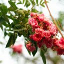 climbing rose  screen for extension Chrome web store in OffiDocs Chromium
