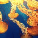 close up of a beautiful group of jellyfish  screen for extension Chrome web store in OffiDocs Chromium