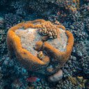 Close up of a Coral  screen for extension Chrome web store in OffiDocs Chromium