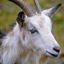 Close up of a Goat  screen for extension Chrome web store in OffiDocs Chromium