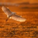 Close up of an Egret Flying above a Marsh at Sunset  screen for extension Chrome web store in OffiDocs Chromium