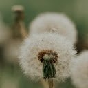 Close up of a Red Seeded Dandelion  screen for extension Chrome web store in OffiDocs Chromium
