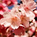 Close up of Beautiful Cherry Blossoms in Spring  screen for extension Chrome web store in OffiDocs Chromium