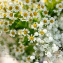 Close up of Feverfew Flowers  screen for extension Chrome web store in OffiDocs Chromium