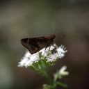 Close up of Moth Pollinating on a White Flower  screen for extension Chrome web store in OffiDocs Chromium