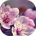 close up of pink peach blossom with blurred background  screen for extension Chrome web store in OffiDocs Chromium