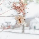 Close Up Photo of Hydrangea  screen for extension Chrome web store in OffiDocs Chromium