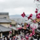 Close Up Photo of Pink Flowers  screen for extension Chrome web store in OffiDocs Chromium
