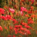 Close up Photo of Poppy Flowers  screen for extension Chrome web store in OffiDocs Chromium