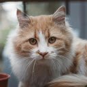 Close up Portrait of a Ginger Cat Outdoors  screen for extension Chrome web store in OffiDocs Chromium