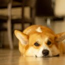 Close Up Shot of a Corgi Lying on the Floor  screen for extension Chrome web store in OffiDocs Chromium