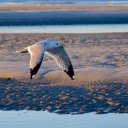 Close Up Shot of a Seagull flying  screen for extension Chrome web store in OffiDocs Chromium