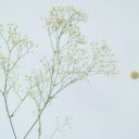 Close Up Shot of Dry Flowers  screen for extension Chrome web store in OffiDocs Chromium