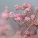 Close Up Shot of Pink Flowers  screen for extension Chrome web store in OffiDocs Chromium