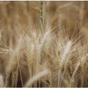Close Up Shot of Wheat  screen for extension Chrome web store in OffiDocs Chromium