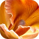 closeup thai orchid blurred background  screen for extension Chrome web store in OffiDocs Chromium