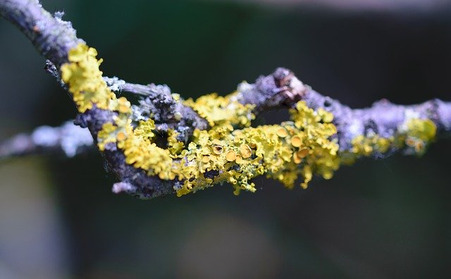 Free download closeup tree lichen bark natural free picture to be edited with GIMP free online image editor