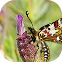 closeup zerynthia rumina butterfly sitting flower garden captured daytime  screen for extension Chrome web store in OffiDocs Chromium