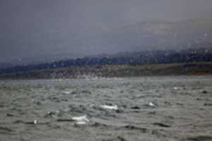 Free download Clouds of seabirds off Martillo Island free photo or picture to be edited with GIMP online image editor