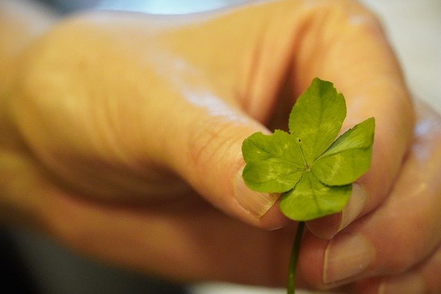 Free download clover green plant 5 leaf leaf free picture to be edited with GIMP free online image editor