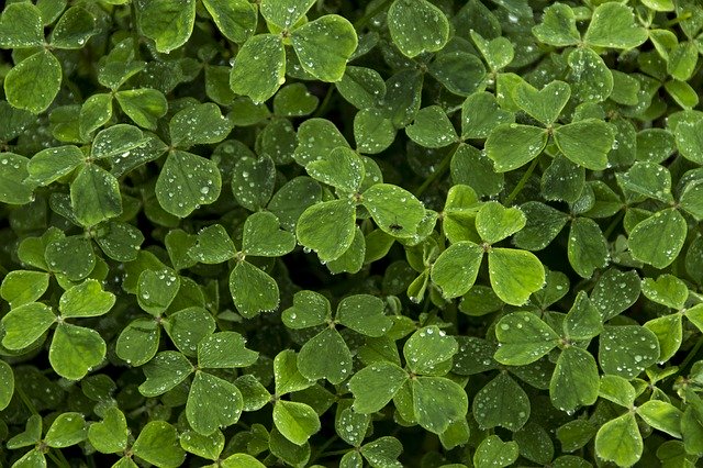 Free download clover leaf white clover saint free picture to be edited with GIMP free online image editor