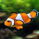 clown fish wallpaper  screen for extension Chrome web store in OffiDocs Chromium