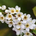 Cluster of White Plum Blossoms  screen for extension Chrome web store in OffiDocs Chromium