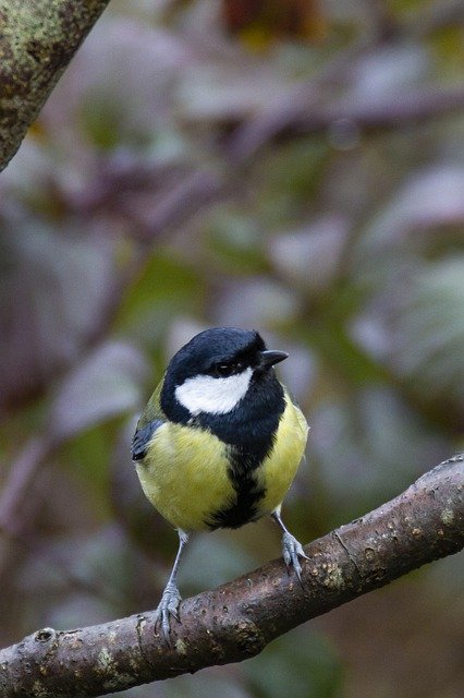 Kostenloser Download Kohlemeise Meise Vogelwald kostenloses Bild zur Bearbeitung mit GIMP kostenlosem Online-Bildeditor