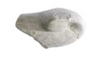 Free download Cobra head free photo or picture to be edited with GIMP online image editor