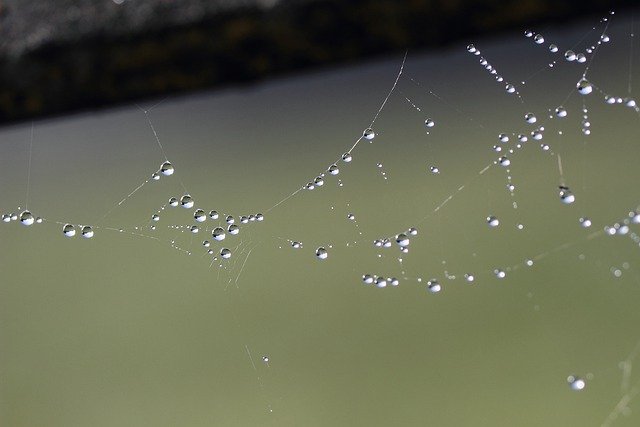 Free download cobwebs dewdrops water drops free picture to be edited with GIMP free online image editor