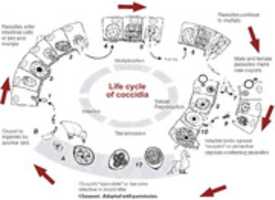 무료 다운로드 콕시듐증 무료 사진 또는 김프 온라인 이미지 편집기로 편집할 사진