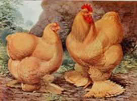 Kostenloser Download Cochin Chicken & Cock (1911) kostenloses Foto oder Bild zur Bearbeitung mit GIMP Online-Bildbearbeitung